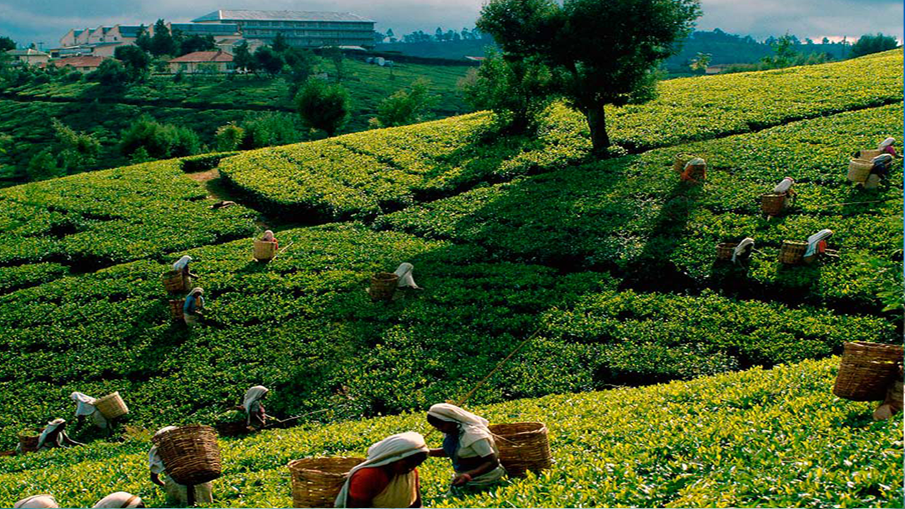 Sri Lanka Tea Picking